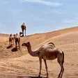 الصورة الرئيسية للمرشد سلطان