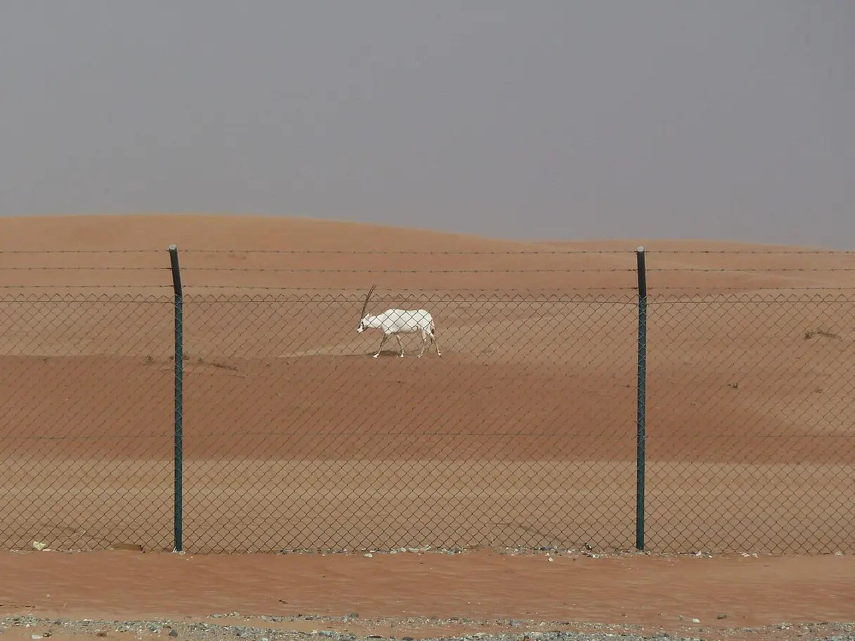 Photo of Arabian Oryx Sanctuary, photo 1 of 5