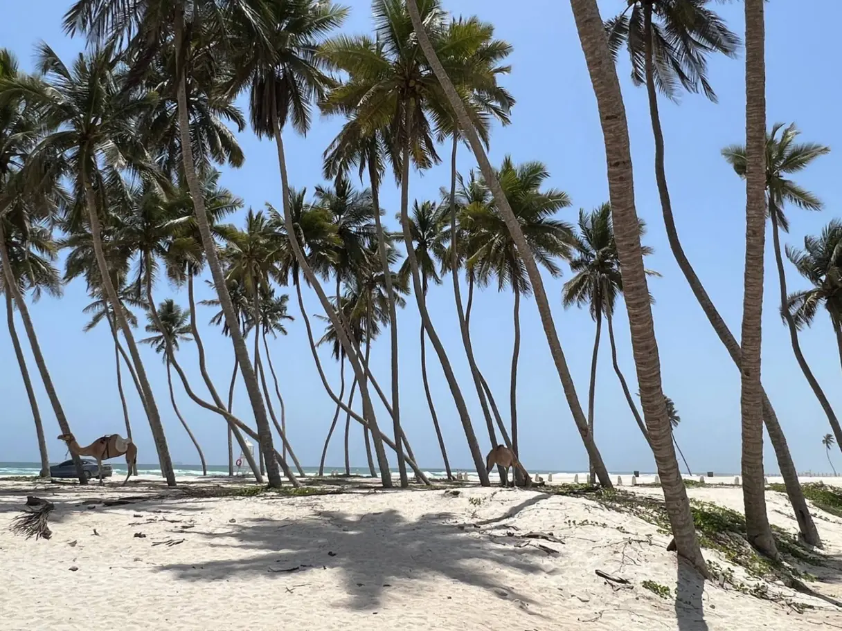 Photo of Al Haffa Beach, photo 1 of 8