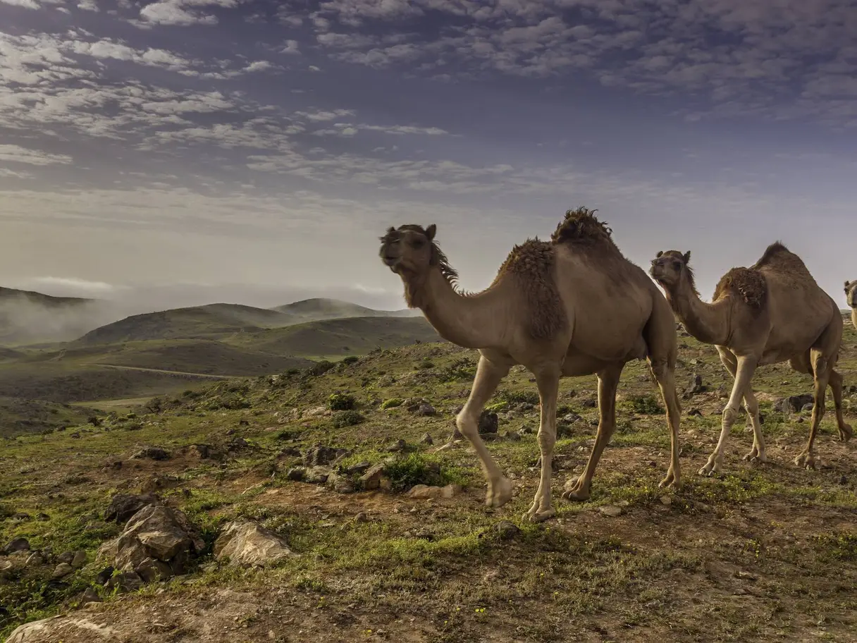 Photo of Khareef Dhofar, photo 1 of 16