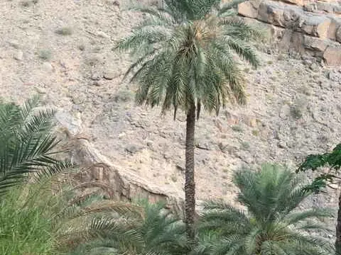 Main tour image for Experience Oman's Culture in traditional Ways