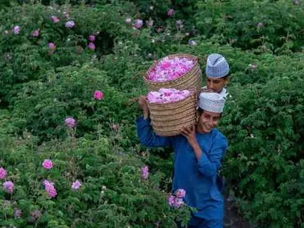الصورة الرئيسية للجولة مسار الورد الجبل الأخضر 🌸