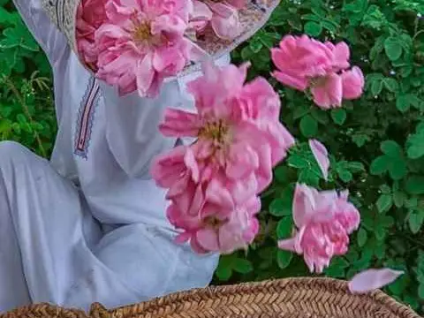 الصورة الرئيسية للجولة مسار الورد الجبل الأخضر 🌸