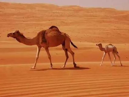 الصورة الرئيسية للجولة مشاهده الغروب في رمال الخذف