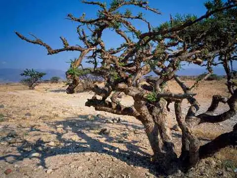 الصورة الرئيسية للجولة رحلة سفاري جبل ليوم كامل نحو الغرب (8 ساعات)