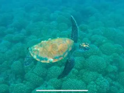 Main tour image for DOLPHIN WATCHING & SNORKELING