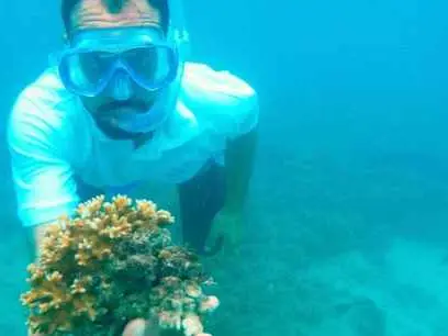Main tour image for DOLPHIN WATCHING & SNORKELING