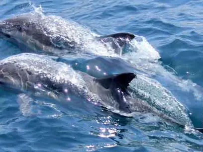 Main tour image for DOLPHIN WATCHING & SNORKELING