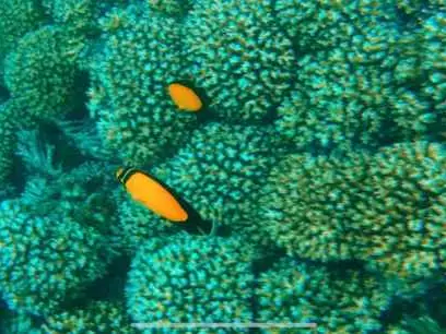 Main tour image for DOLPHIN WATCHING & SNORKELING
