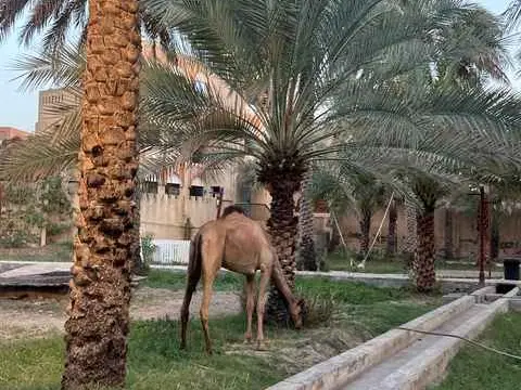 الصورة الرئيسية للجولة جبل الشمس و نزوى و بهلا و جبرين 