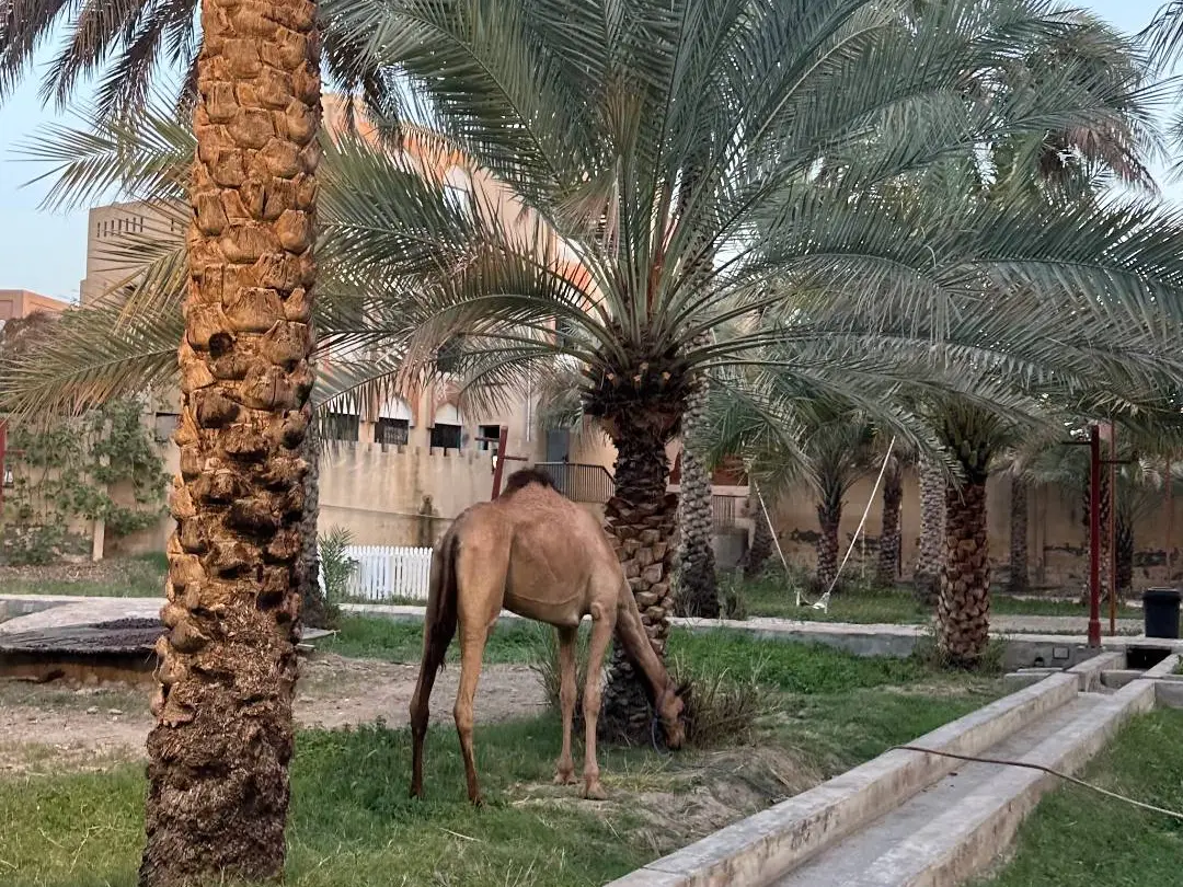 جبل الشمس و نزوى و بهلا و جبرين