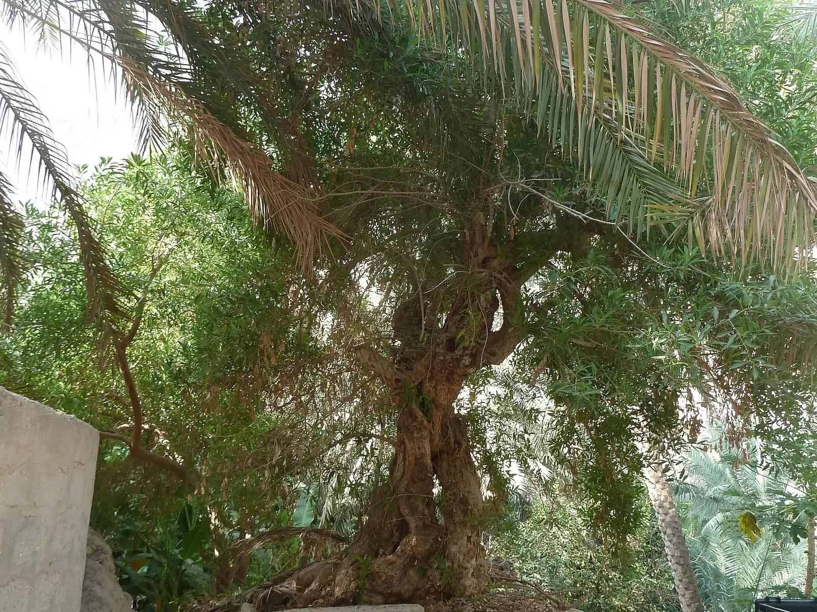 صورة وادي طيوي