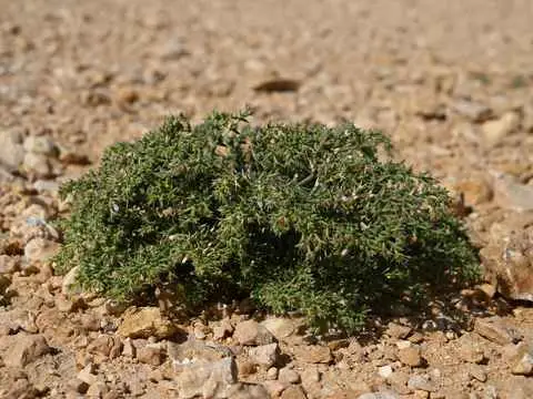 Photo of Wadi Al Arbeieen