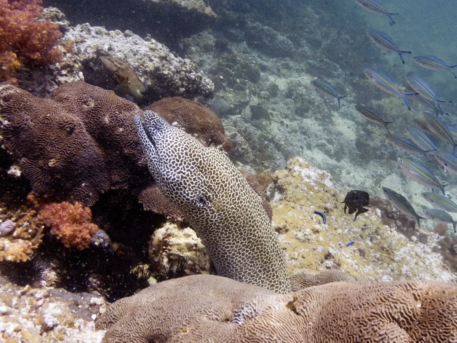 Photo of Daymaniyat Islands Nature Reserve