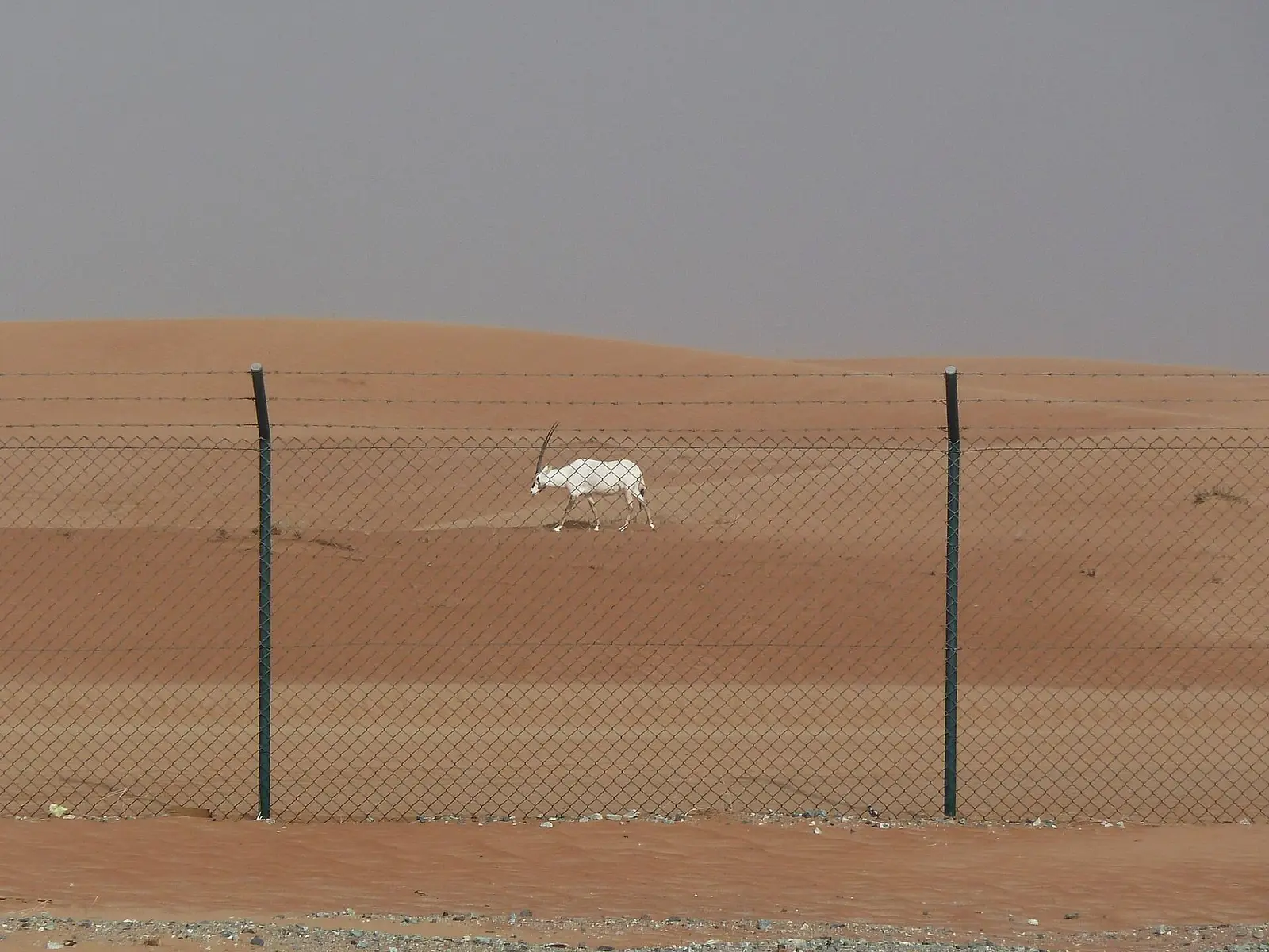 صورة محمية المها العربية