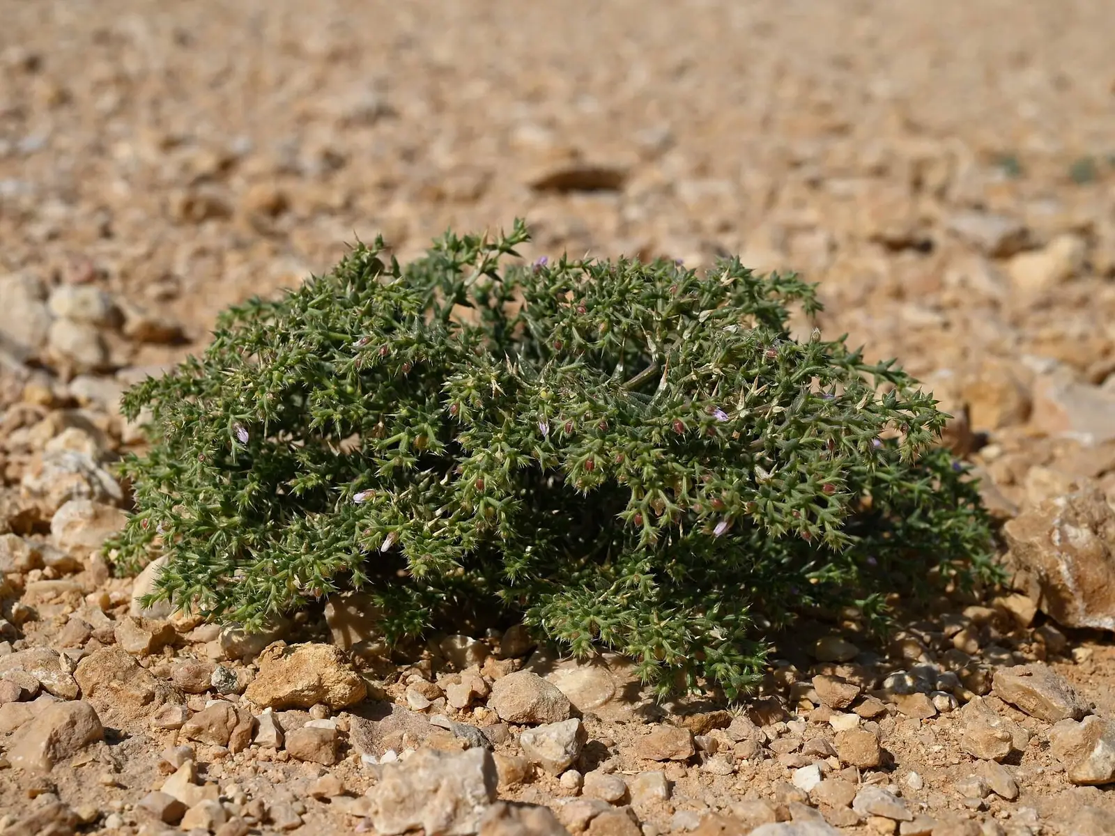 صورة مسار المشي وادي العربيين
