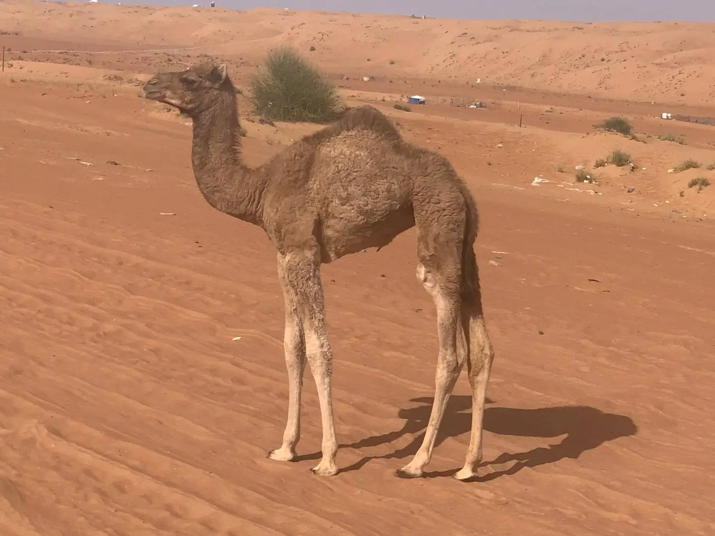 وادي بني خالد و صحره وهيبه 