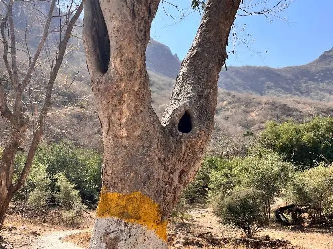 Ain Ghaidh Spring Path Hiking - Group