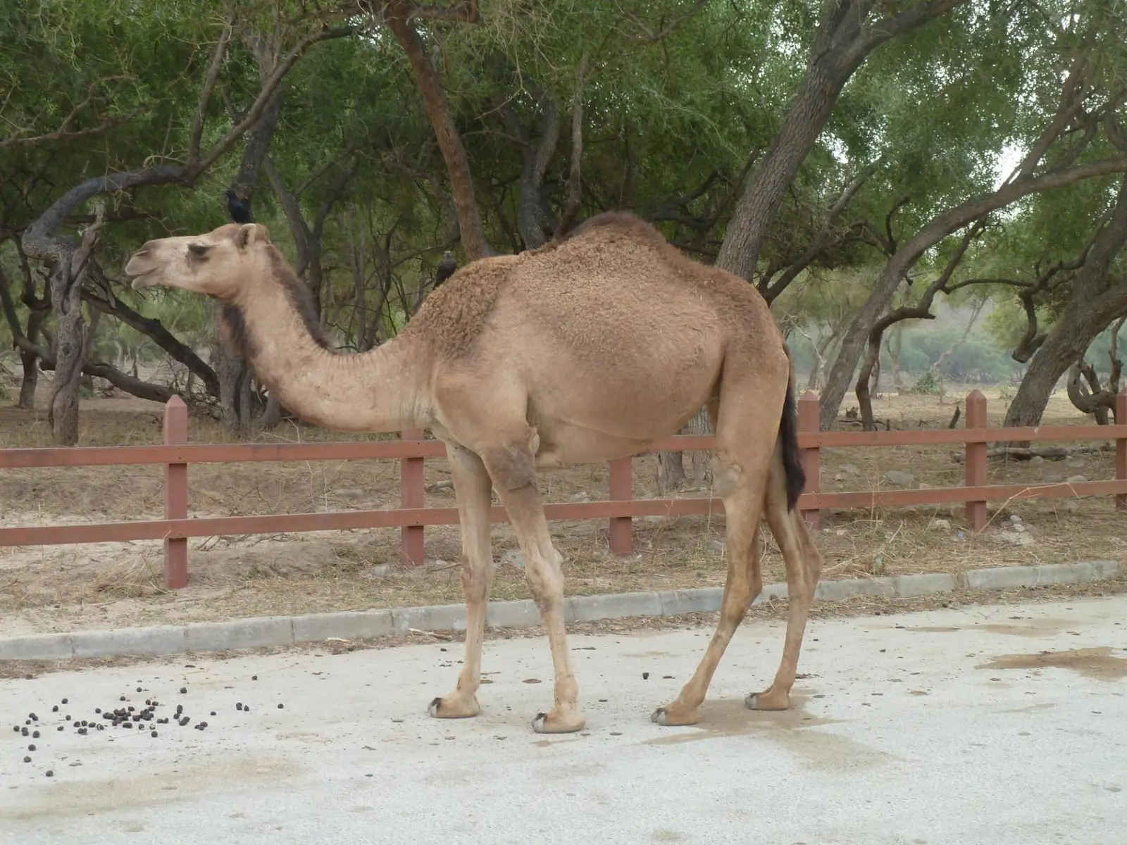 Photo of Wadi Darbat, photo 16 of 17