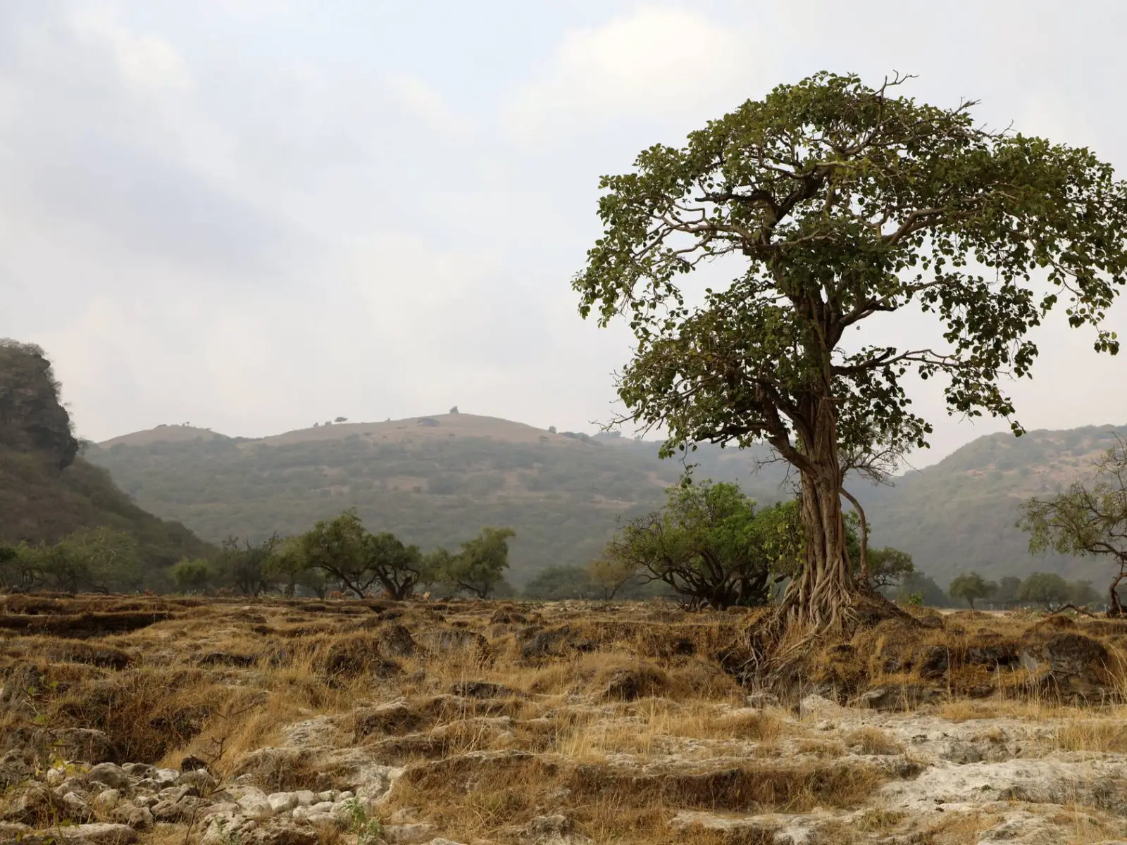 Photo of Wadi Darbat, photo 8 of 17