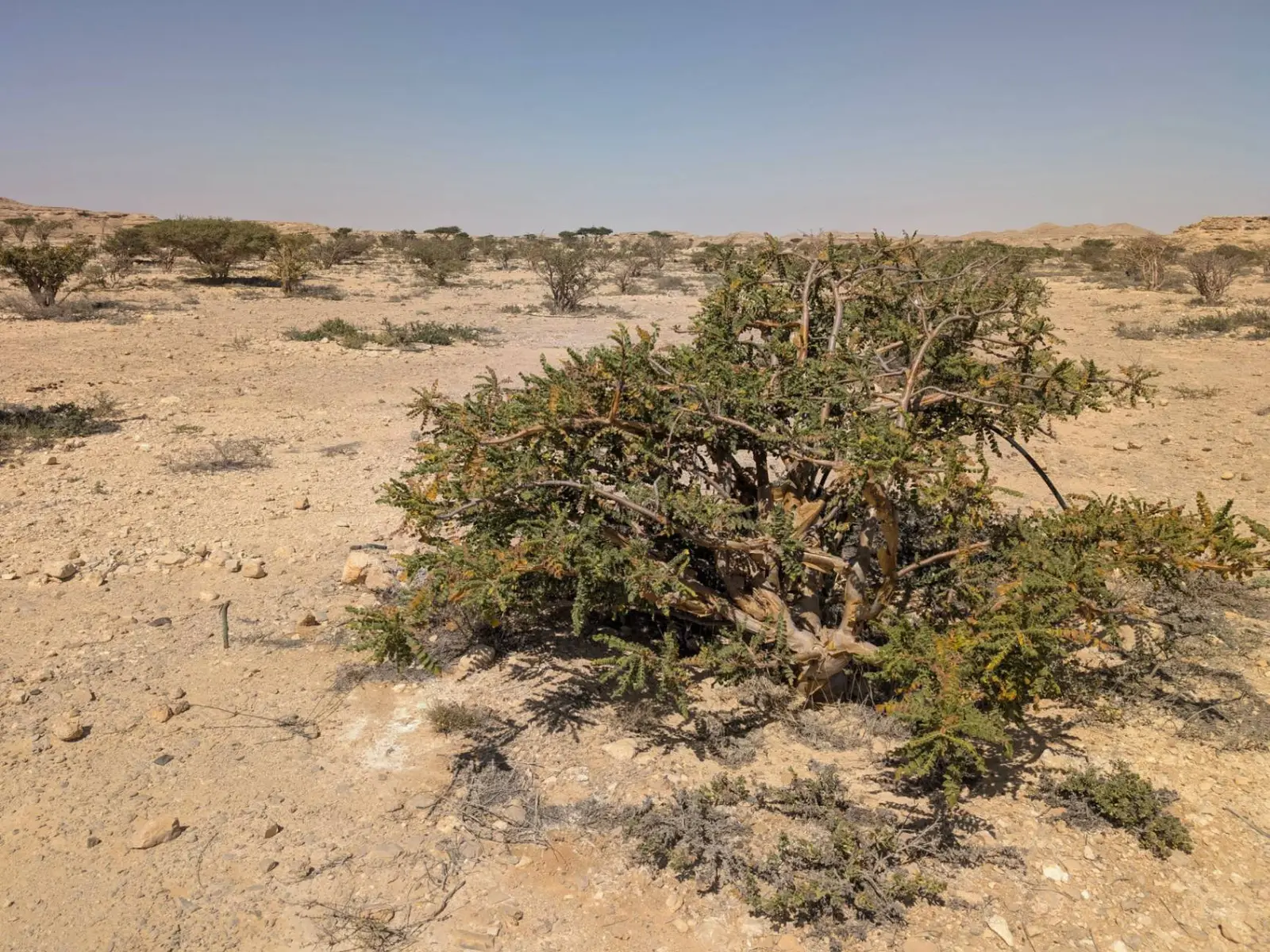 Photo of Wadi Dawkah Frankincense Park, photo 5 of 10