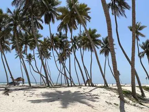 Photo of Al Haffa Beach