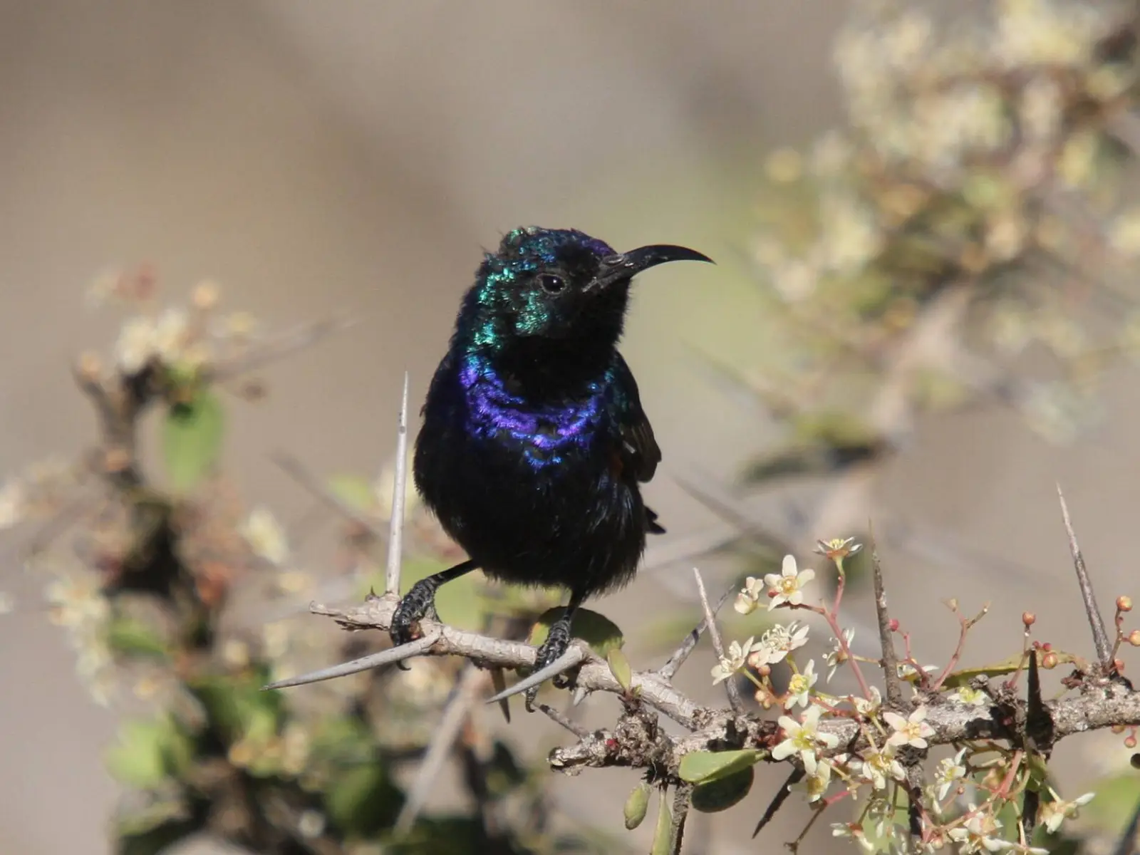 Photo of Tawi Attair (Well of Birds), photo 6 of 10