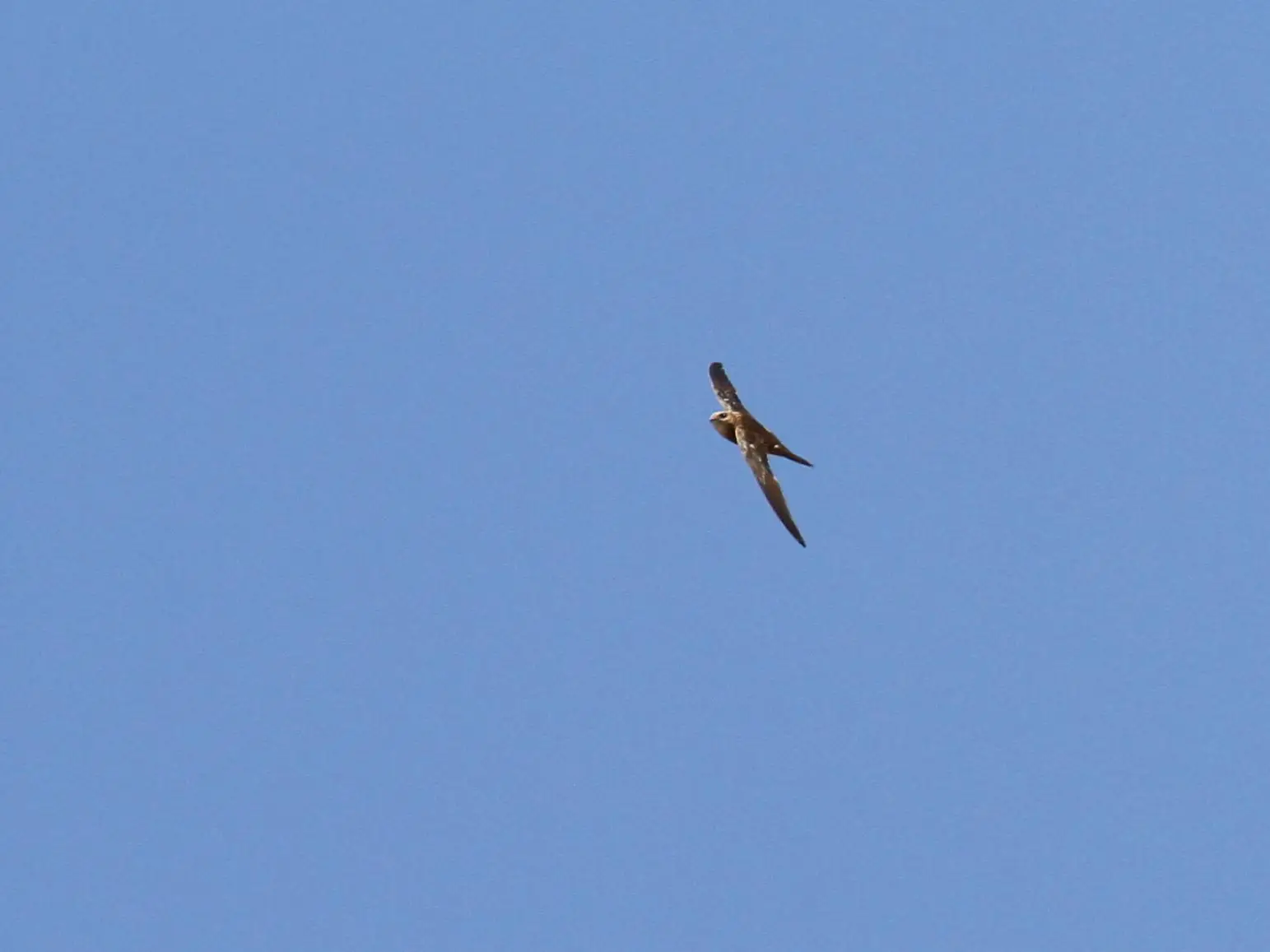 Photo of Tawi Attair (Well of Birds), photo 7 of 10