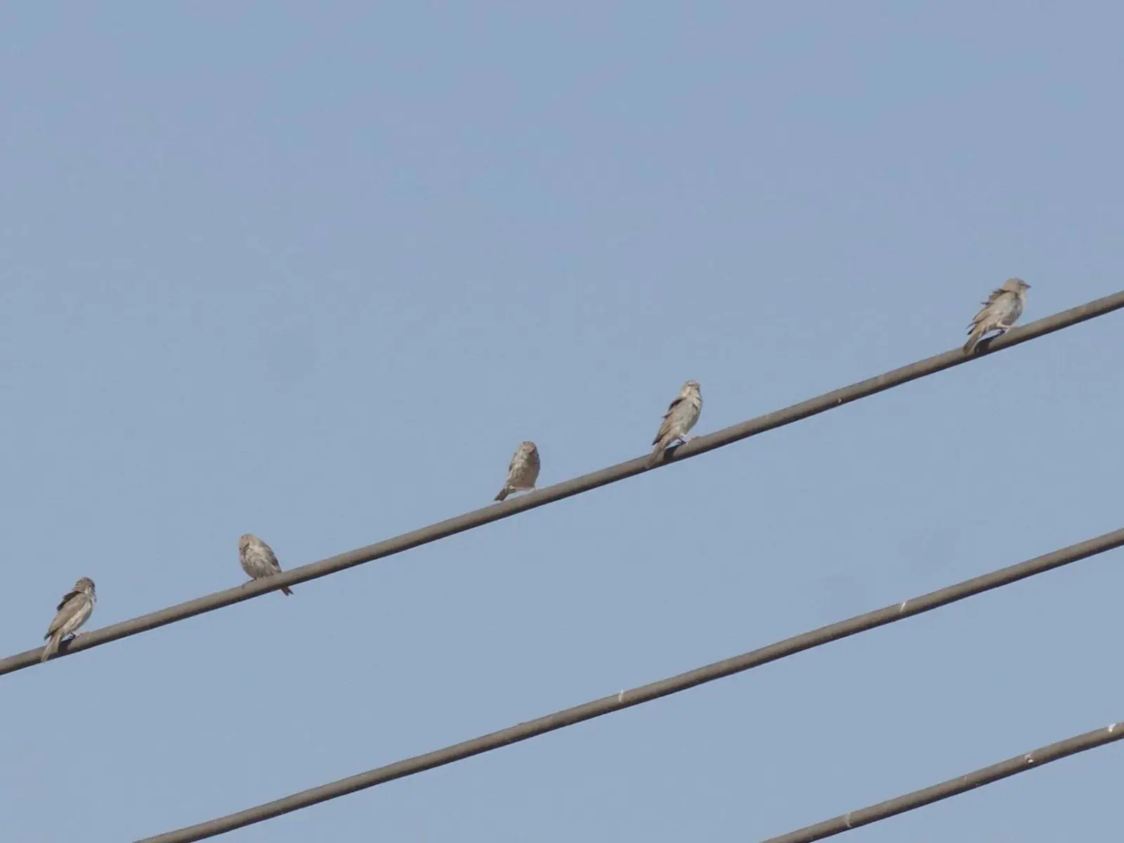 Photo of Tawi Attair (Well of Birds), photo 5 of 10