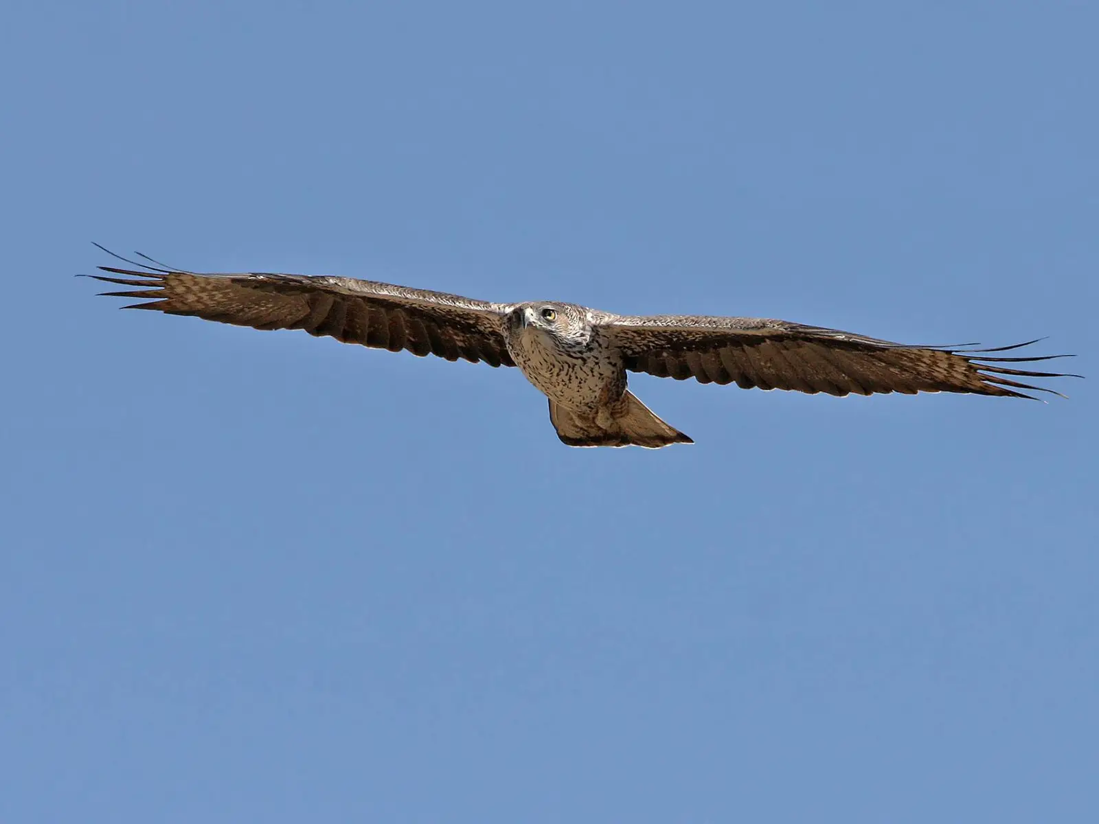 Photo of Tawi Attair (Well of Birds), photo 9 of 10