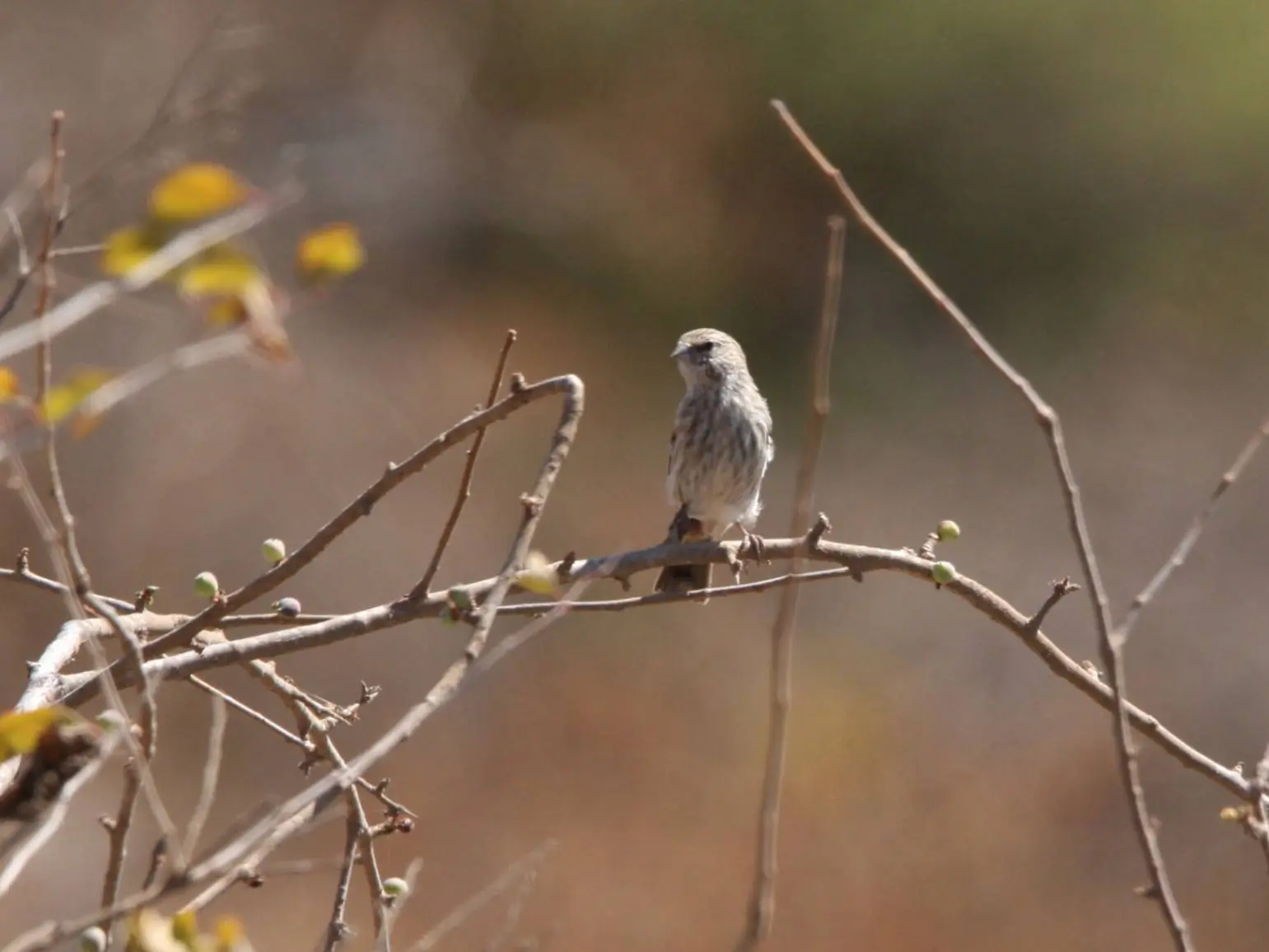 Photo of Tawi Attair (Well of Birds), photo 8 of 10
