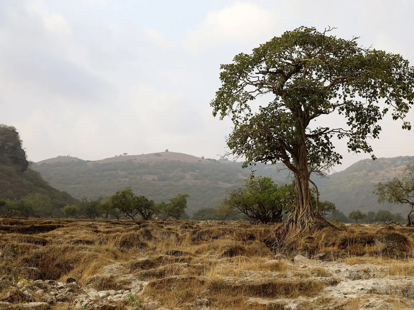 Photo of Dhofar