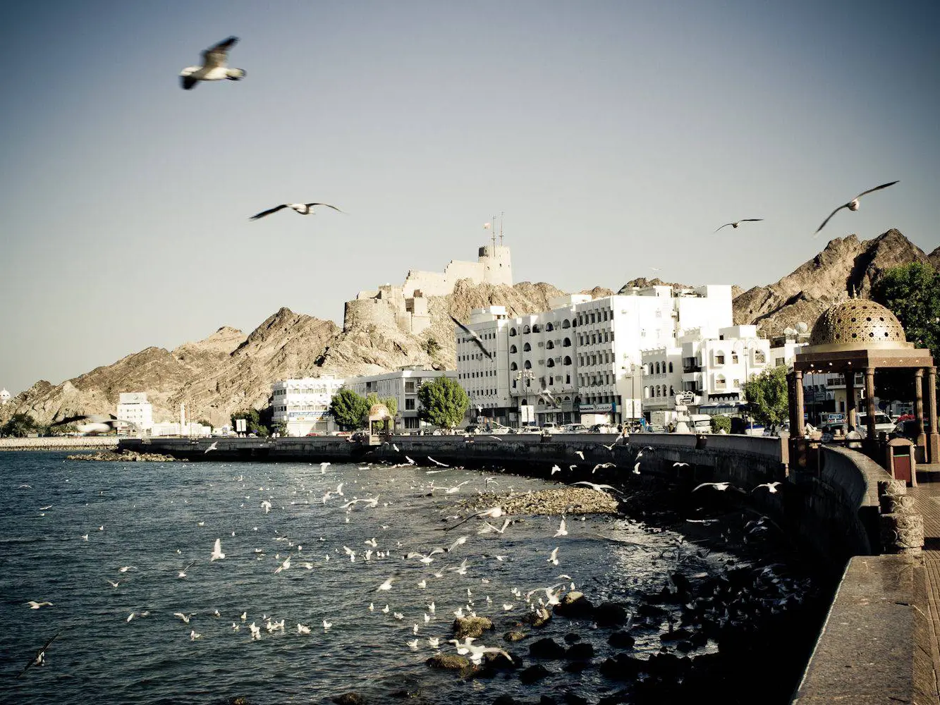 Photo of Muscat