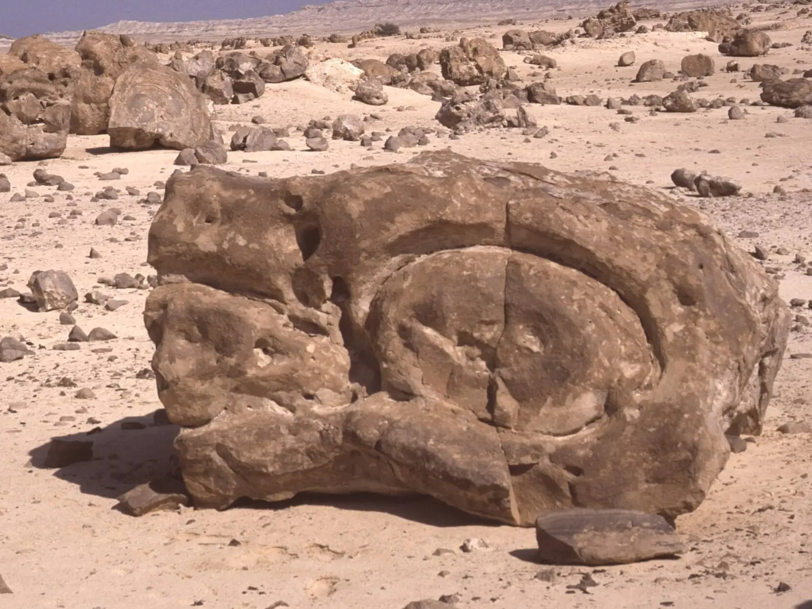 Photo of Al Wusta, photo 7 of 8