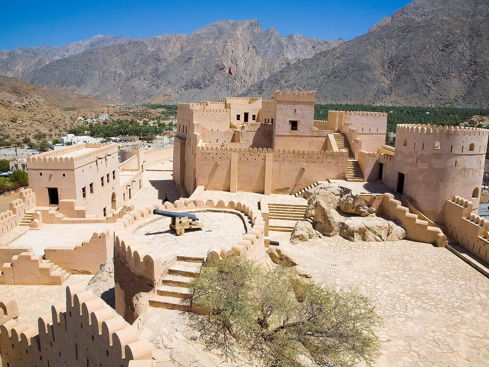 صورة نخل