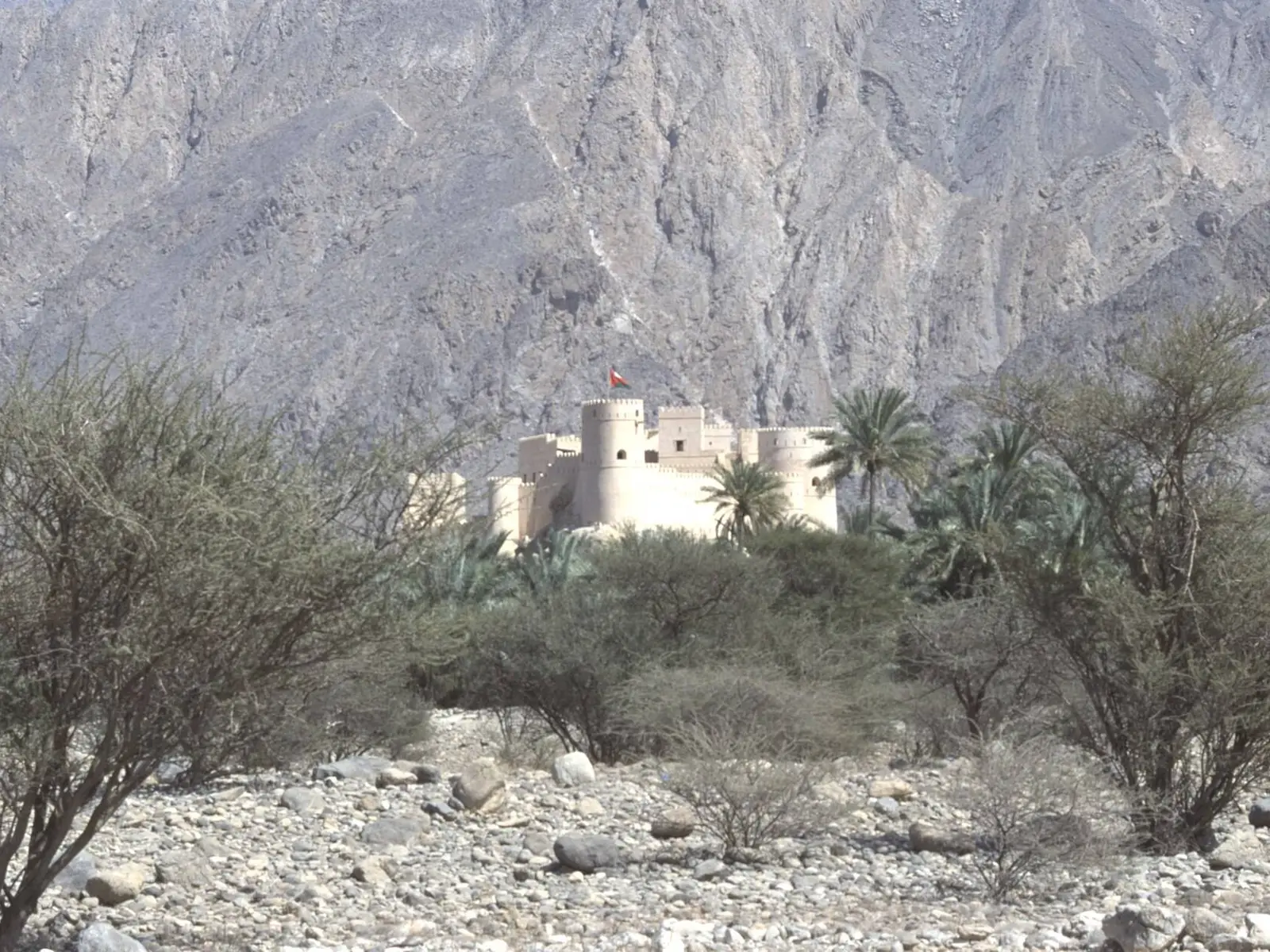 صورة نخل