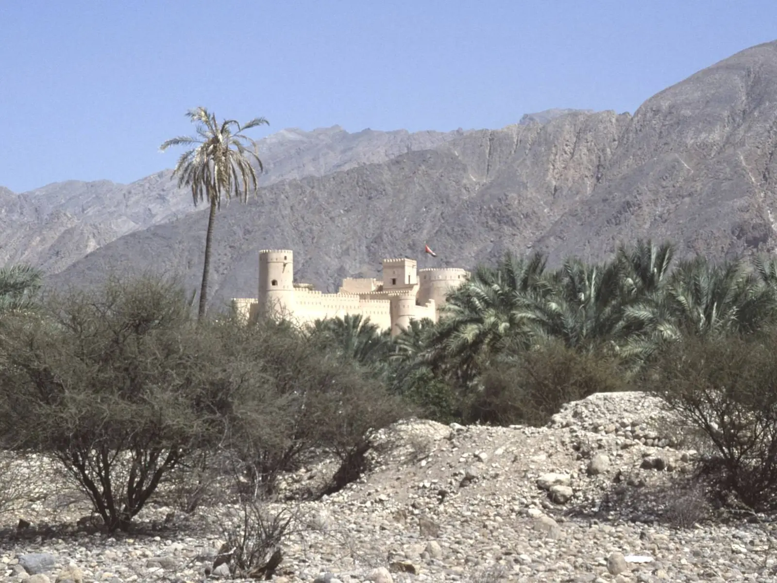 صورة نخل
