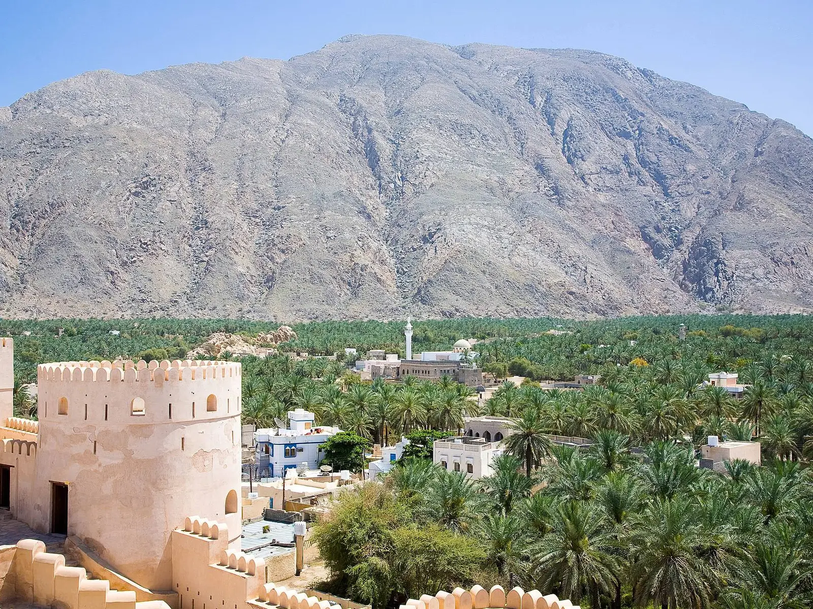 صورة نخل