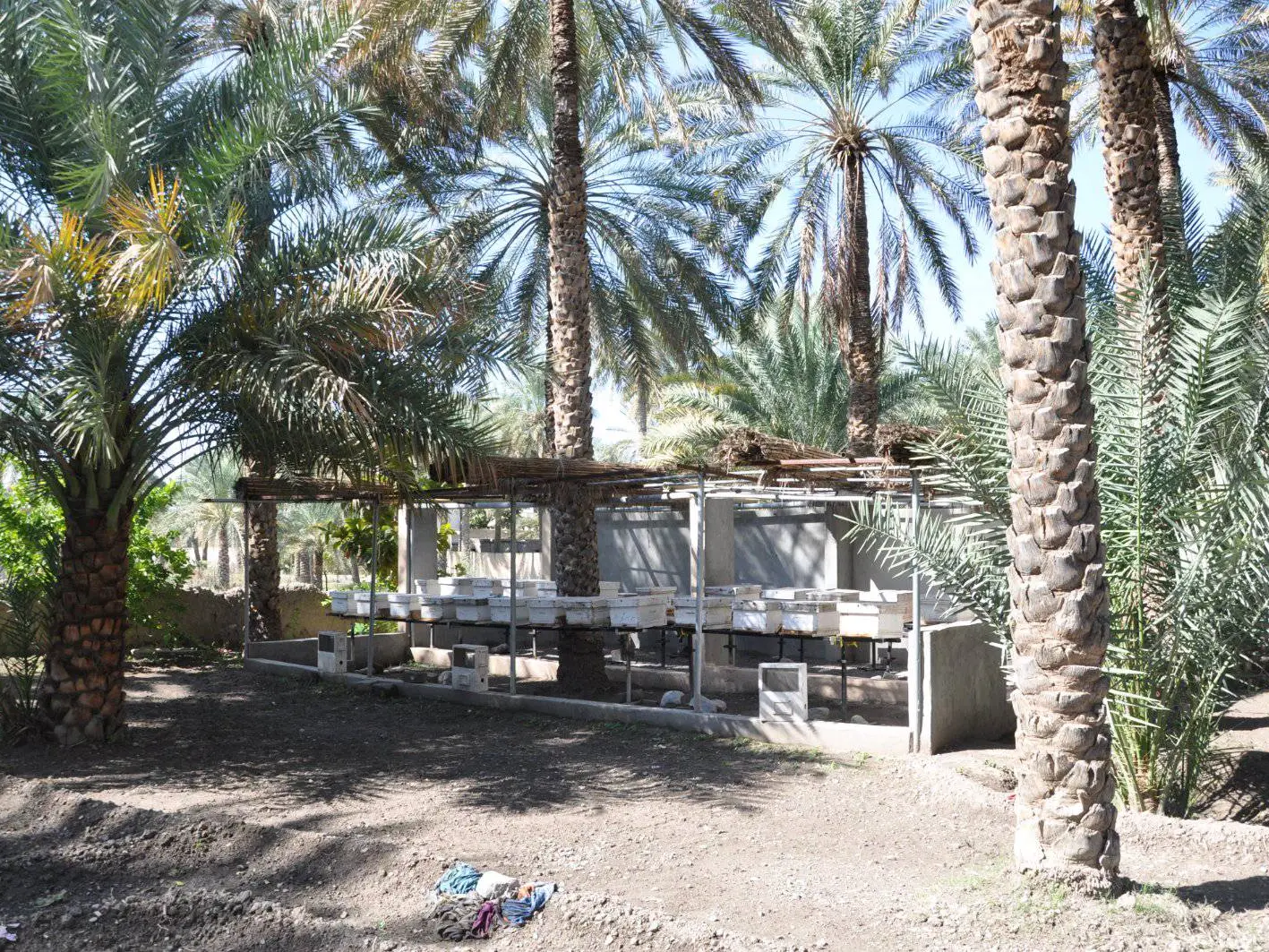 صورة إزكي