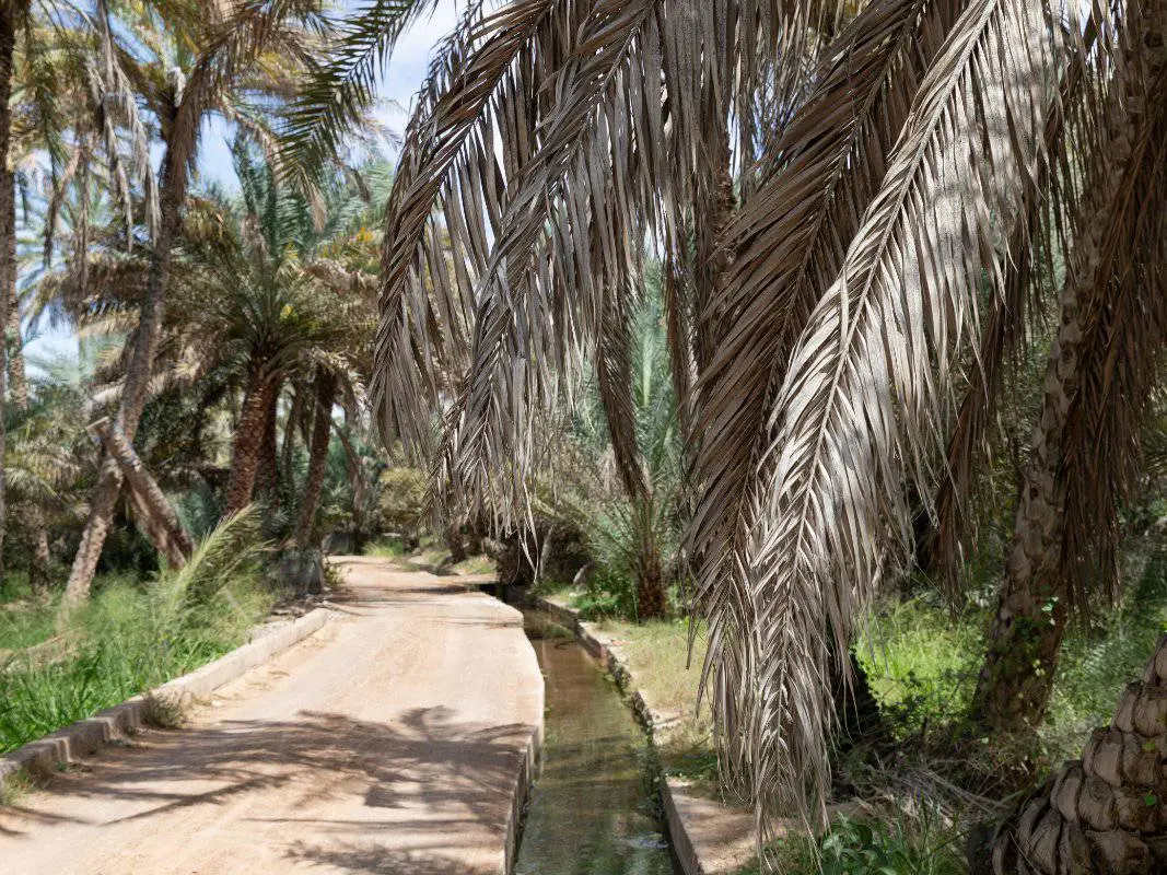 Photo of Al Dhahir Falaj (Bidiyah)
