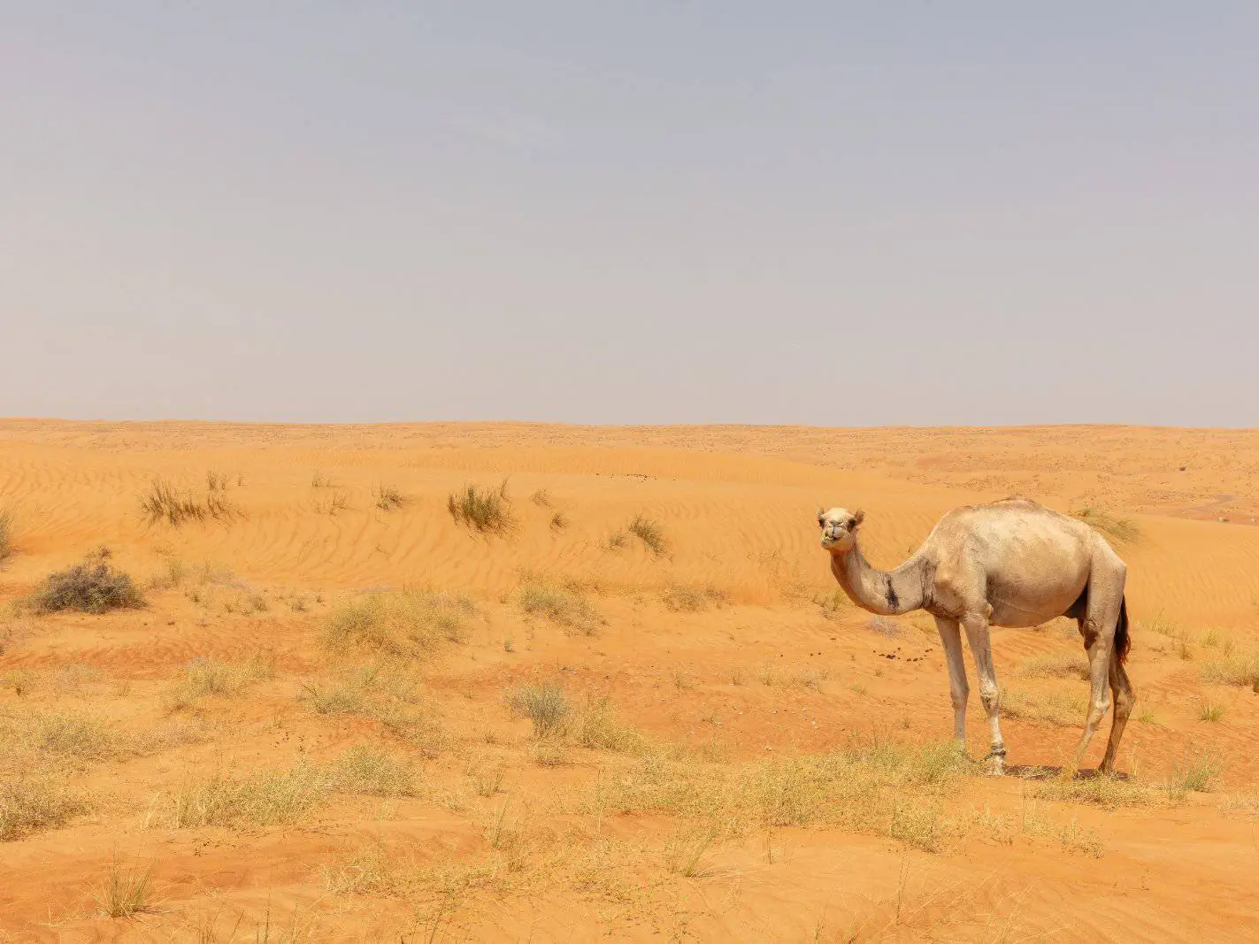 Photo of Wahiba Sands desert wildlife