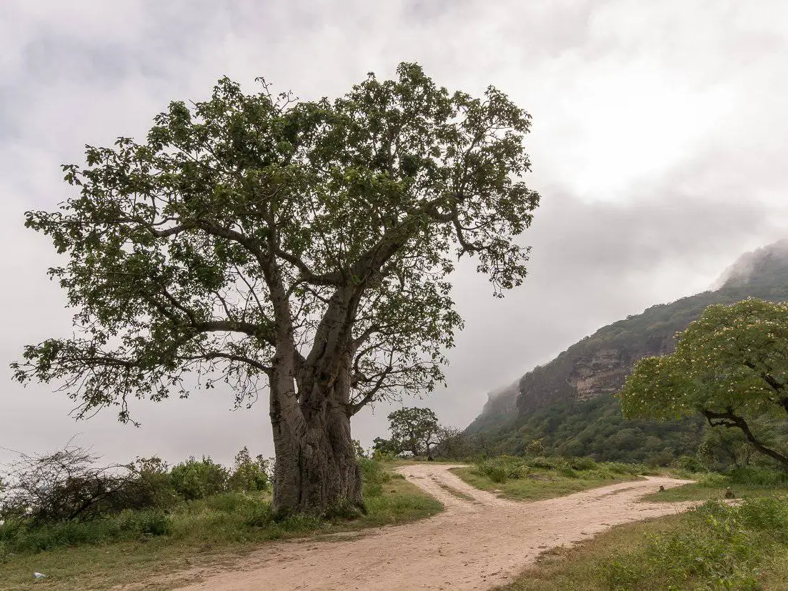 Photo of Baobab Trees of Wadi Hinna