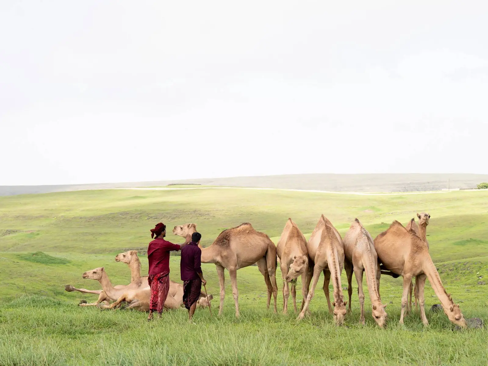 Photo of Khareef Dhofar, photo 14 of 16