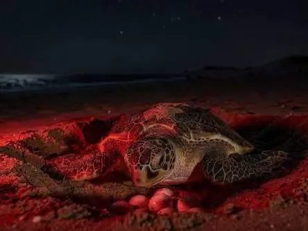 Private tour| 3-Day / 2-Night All-Inclusive Oman Coastal Experience (Muscat → Bimmah Sinkhole → Fins Beach → Tiwi Pebble Beach → Sur → Al Ayjah Bridge → Al Ayjah Lighthouse → Dhow Factory → Night Turtle Watching →  Pink Beach) 