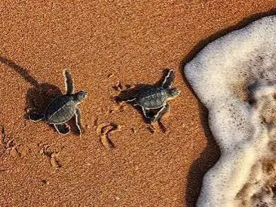 Private tour| 3-Day / 2-Night All-Inclusive Oman Coastal Experience (Muscat → Bimmah Sinkhole → Fins Beach → Tiwi Pebble Beach → Sur → Al Ayjah Bridge → Al Ayjah Lighthouse → Dhow Factory → Night Turtle Watching →  Pink Beach) 