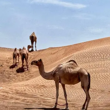 الصورة الرئيسية للمرشد سلطان
