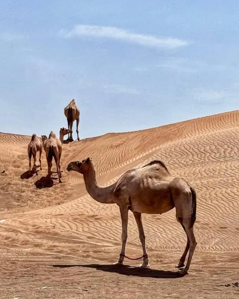 صورة المرشد المحلي سلطان