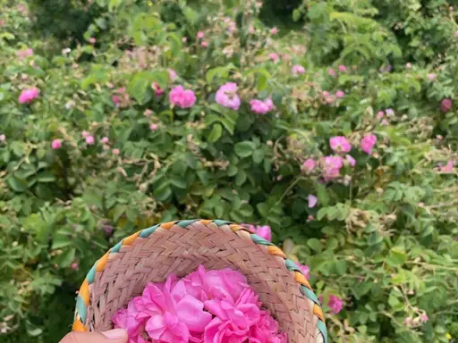 جولة في الجبل الاخضر