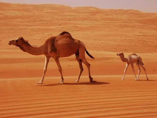 مشاهده الغروب في رمال الخذف