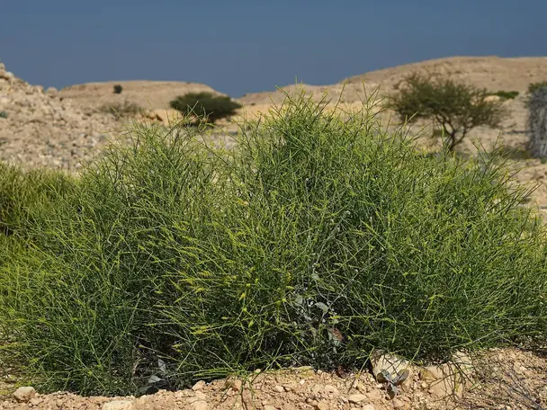 صورة وادي العربيين، صورة 3 من 8